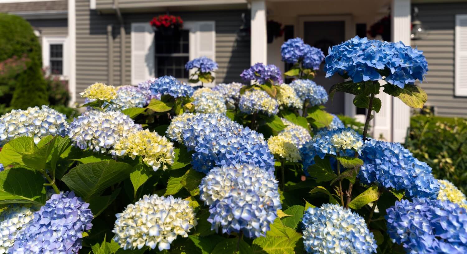 Large blue hydrangeas in full bloom in front of a home