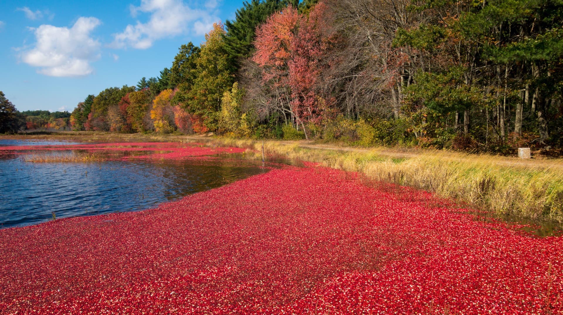 A vibrant red cranberry bog bordered by colorful autumn foliage and a calm waterway.