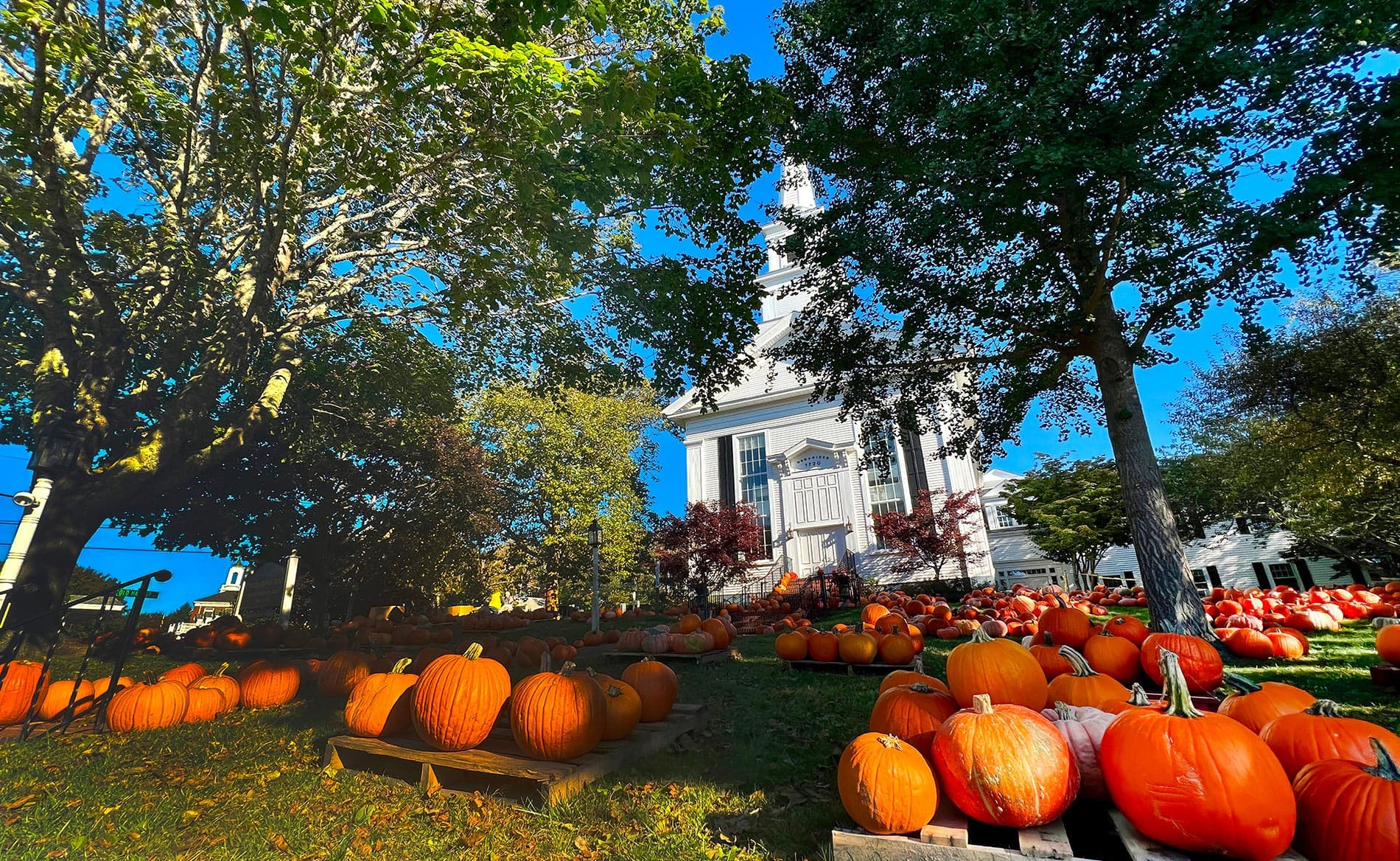 A church surrounded by clusters of orange pumpkins under a clear blue sky.