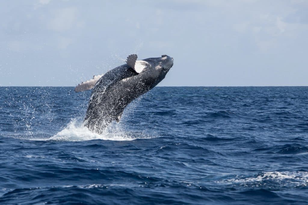 A whale breaches the ocean surface, creating a splash against the backdrop of a blue sky.