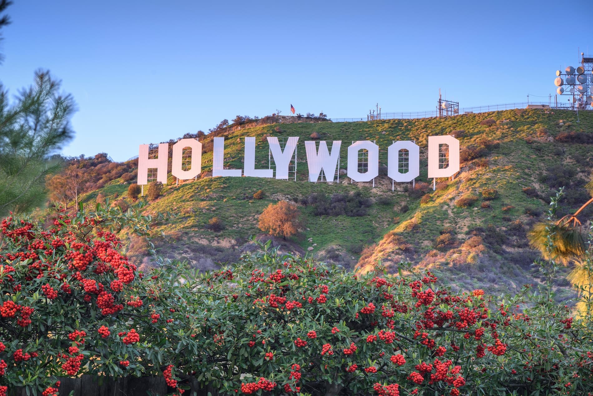 Hollywood sign on a hillside with red flowers in the foreground.