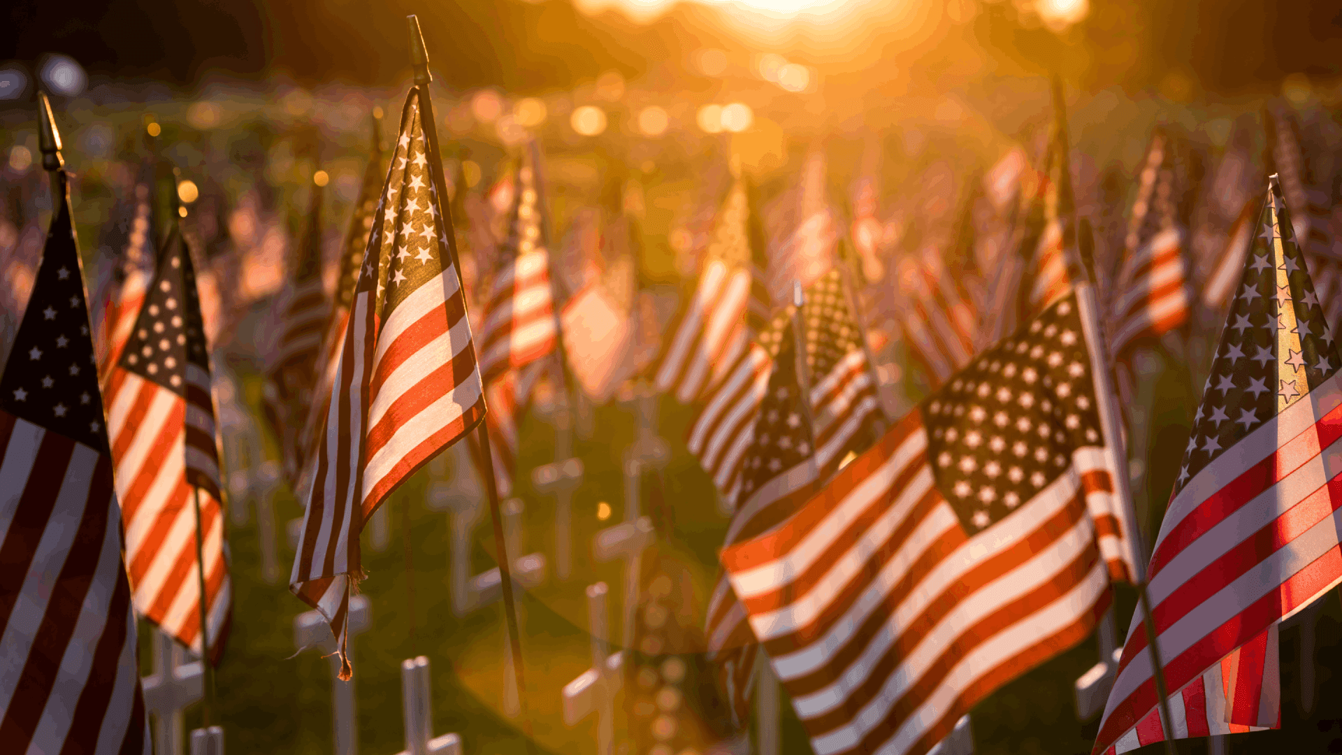 A field of American flags illuminated by sunset.