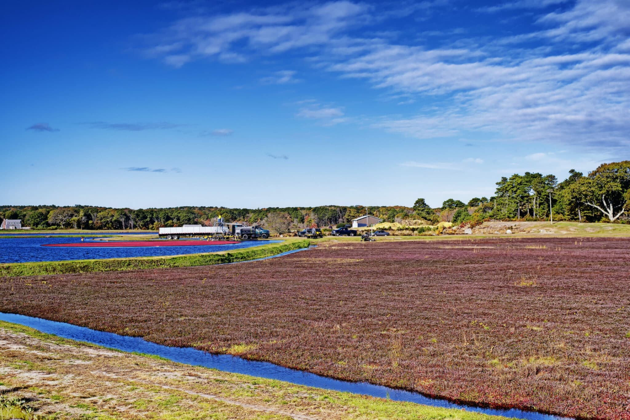 A vibrant cranberry bog bordered by a calm waterway under a clear blue sky. A vibrant cranberry bog bordered by a calm waterway under a clear blue sky.