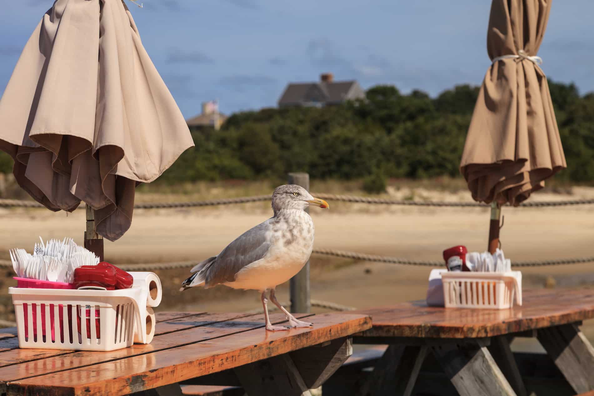 A seagull stands on a wooden table next to utensils and umbrellas at a beachside setting.