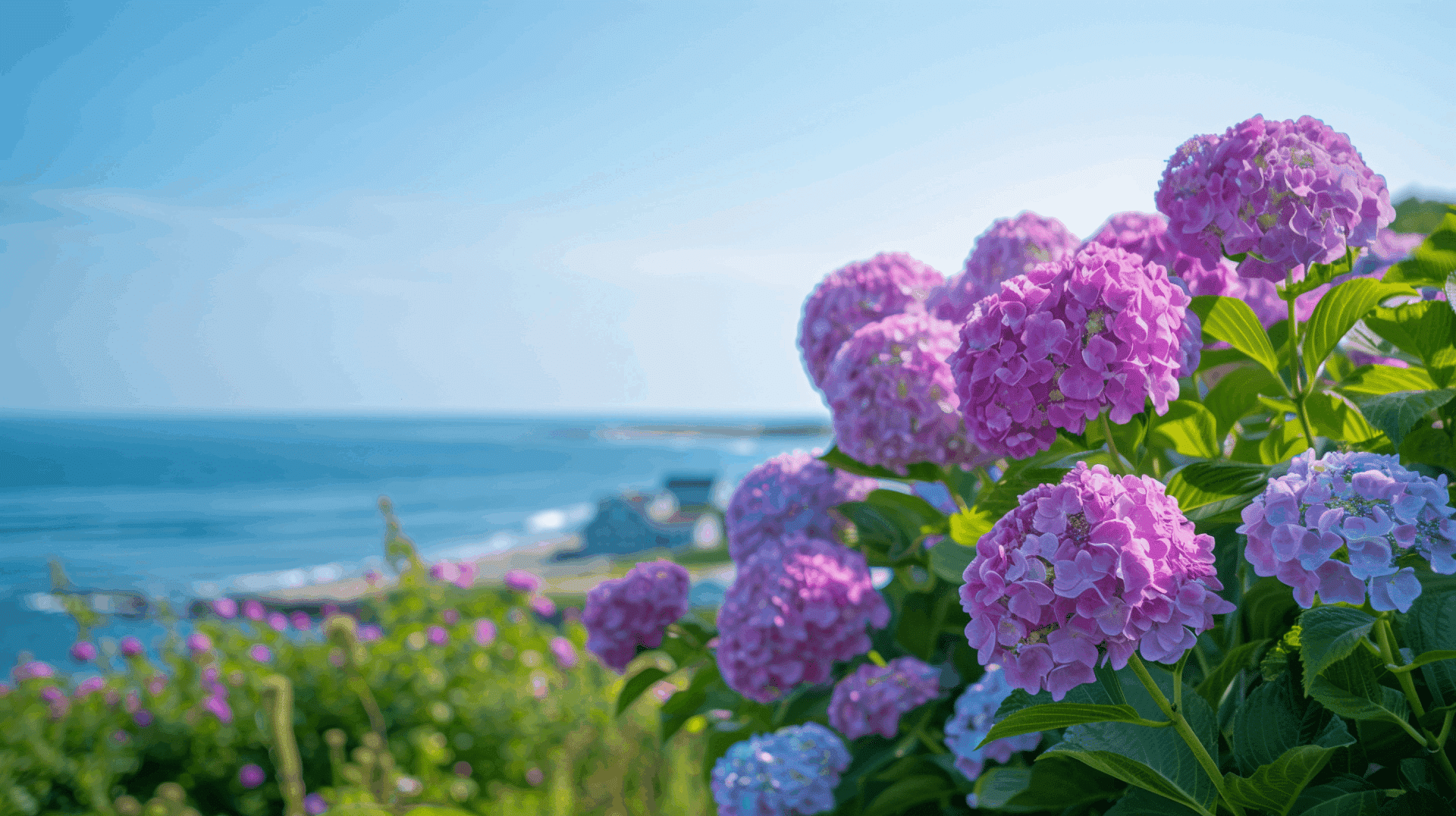 Vibrant pink hydrangeas in the foreground with a serene ocean view in the background.