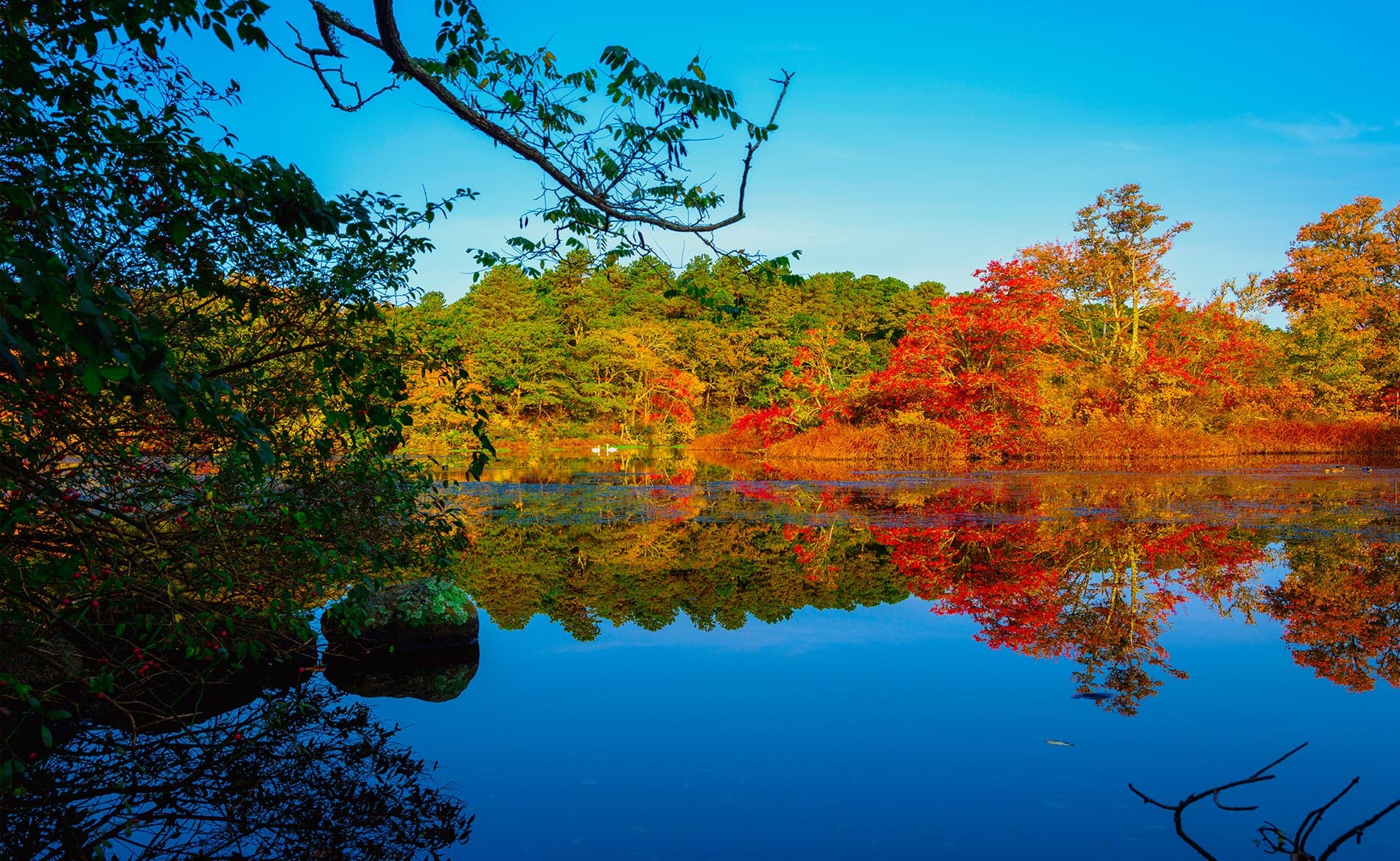A serene lake reflecting vibrant autumn foliage under a clear blue sky. A serene lake reflecting vibrant autumn foliage under a clear blue sky.
