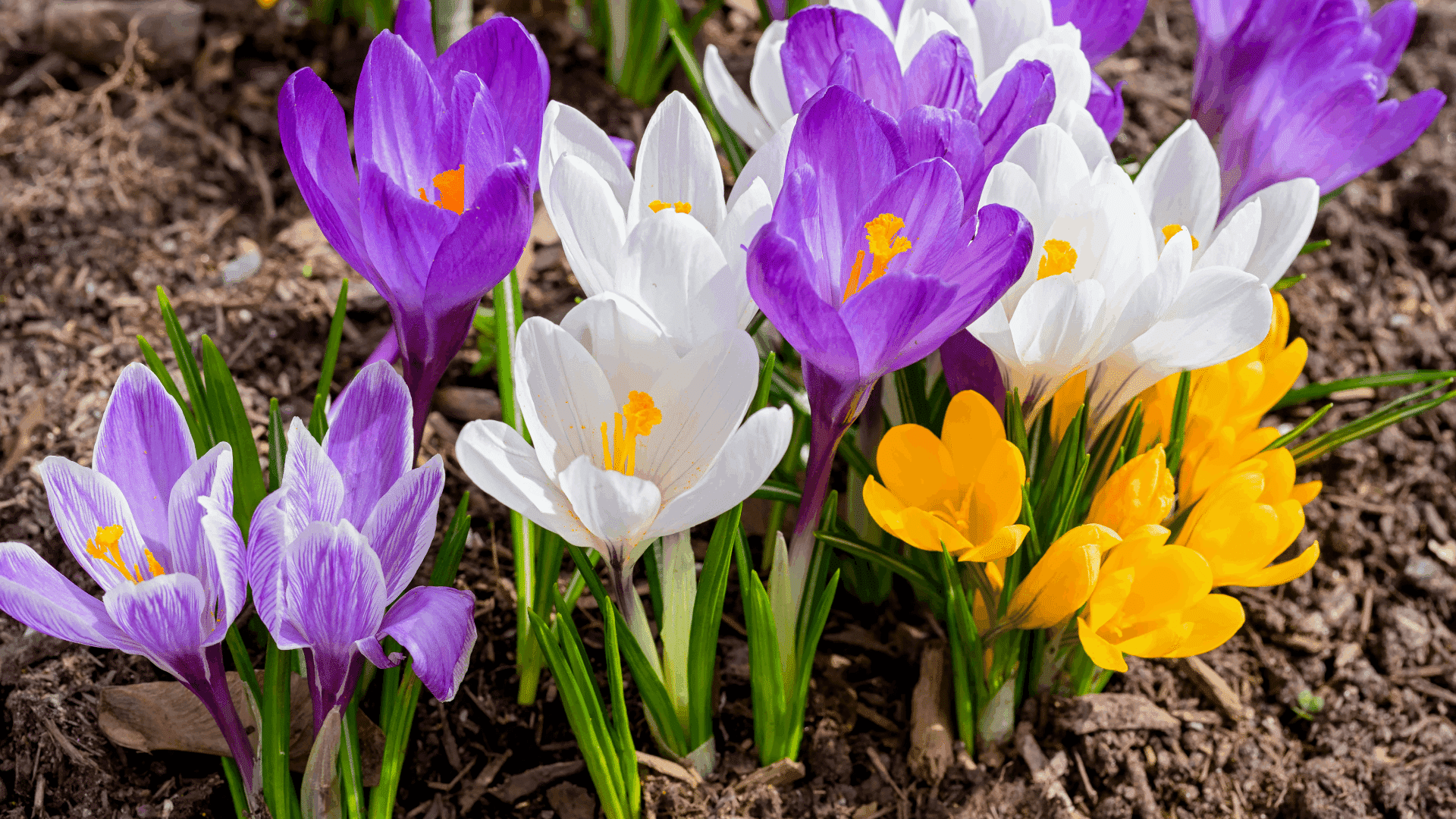 A cluster of purple, white, and yellow crocus flowers blooming in rich brown soil. A cluster of purple, white, and yellow crocus flowers blooming in rich brown soil.