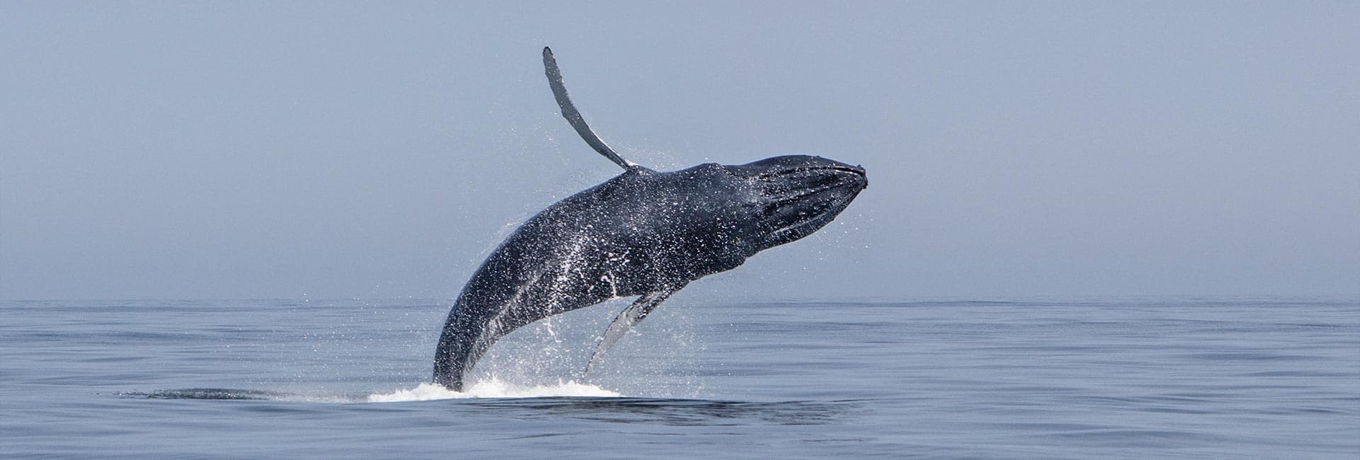 A humpback whale leaps out of the water against a clear blue sky.