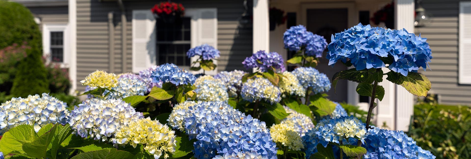 A garden of vibrant blue and yellow hydrangeas in front of a gray house.
