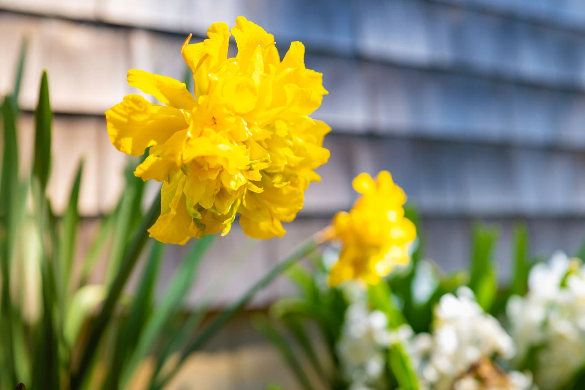 Close-up of vibrant yellow daffodil flowers with a blurred background of greenery.