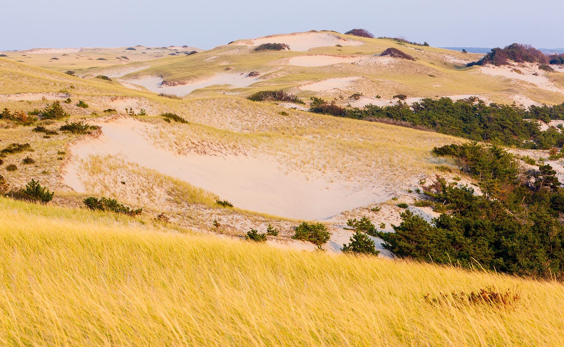 Waves of golden sand dunes rise and fall against a backdrop of green foliage.
