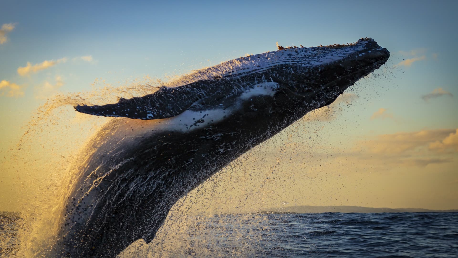 A humpback whale breaching the ocean's surface with water cascading around it against a sunset backdrop.