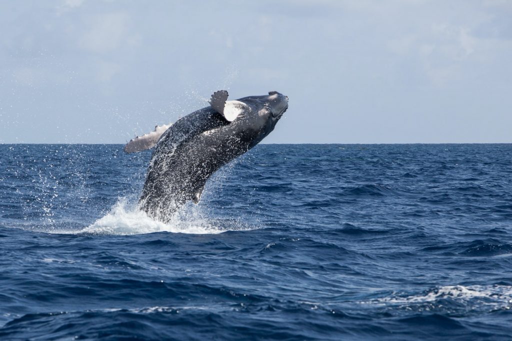 breaching whale 