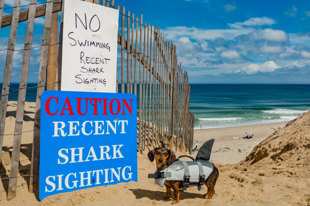 Beach showing Caution Recent Shark Sighting Sign and a dog wearing a shark suite 