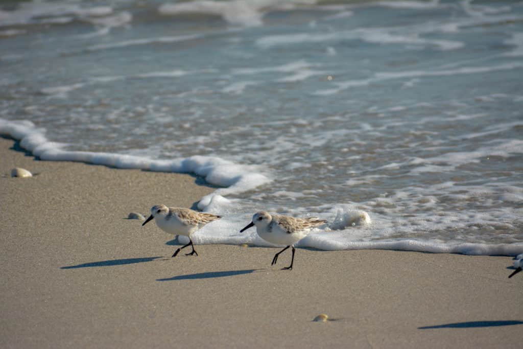 two birds on the beach