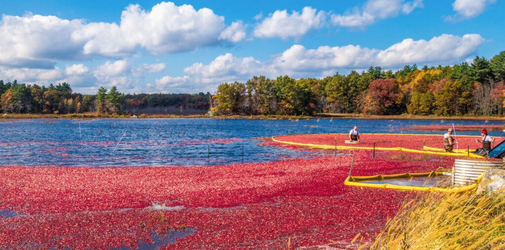 The Best Cranberry Bogs to Tour this Fall on Cape Cod