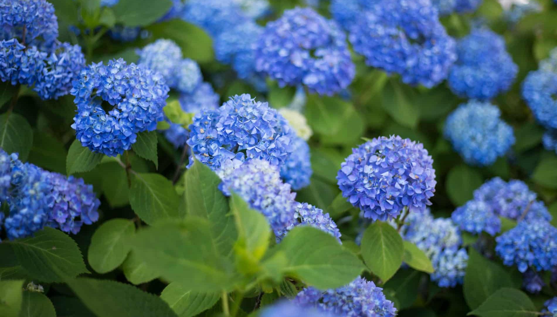 Blue Hydrangea in full bloom