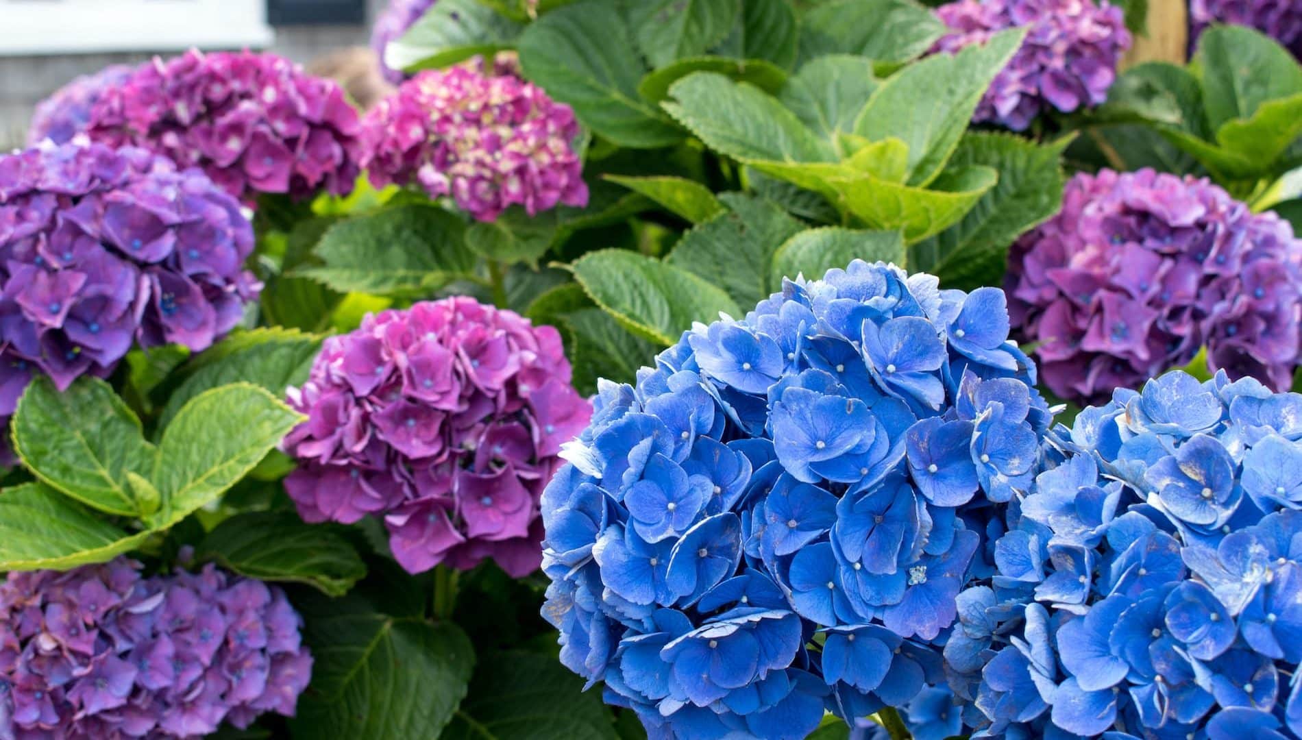 Beautiful purple and blue hydrangea blooming on Cape Cod in summertime.