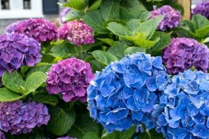 Beautiful purple and blue hydrangea blooming on Cape Cod in summertime.