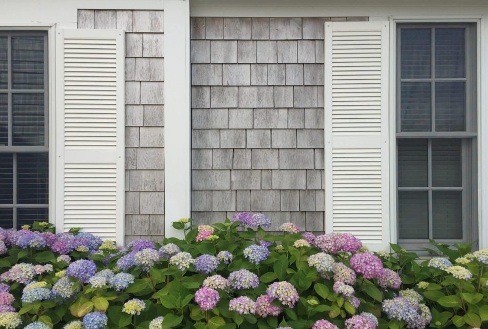 side of a house with many blooming hydrangeas