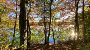Cape Cod fall foliage trees overlooking a pond
