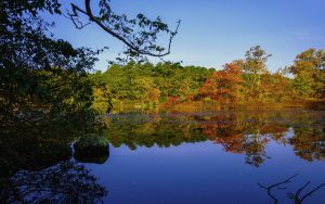 Fall Foliage beautiful trees on a lake 