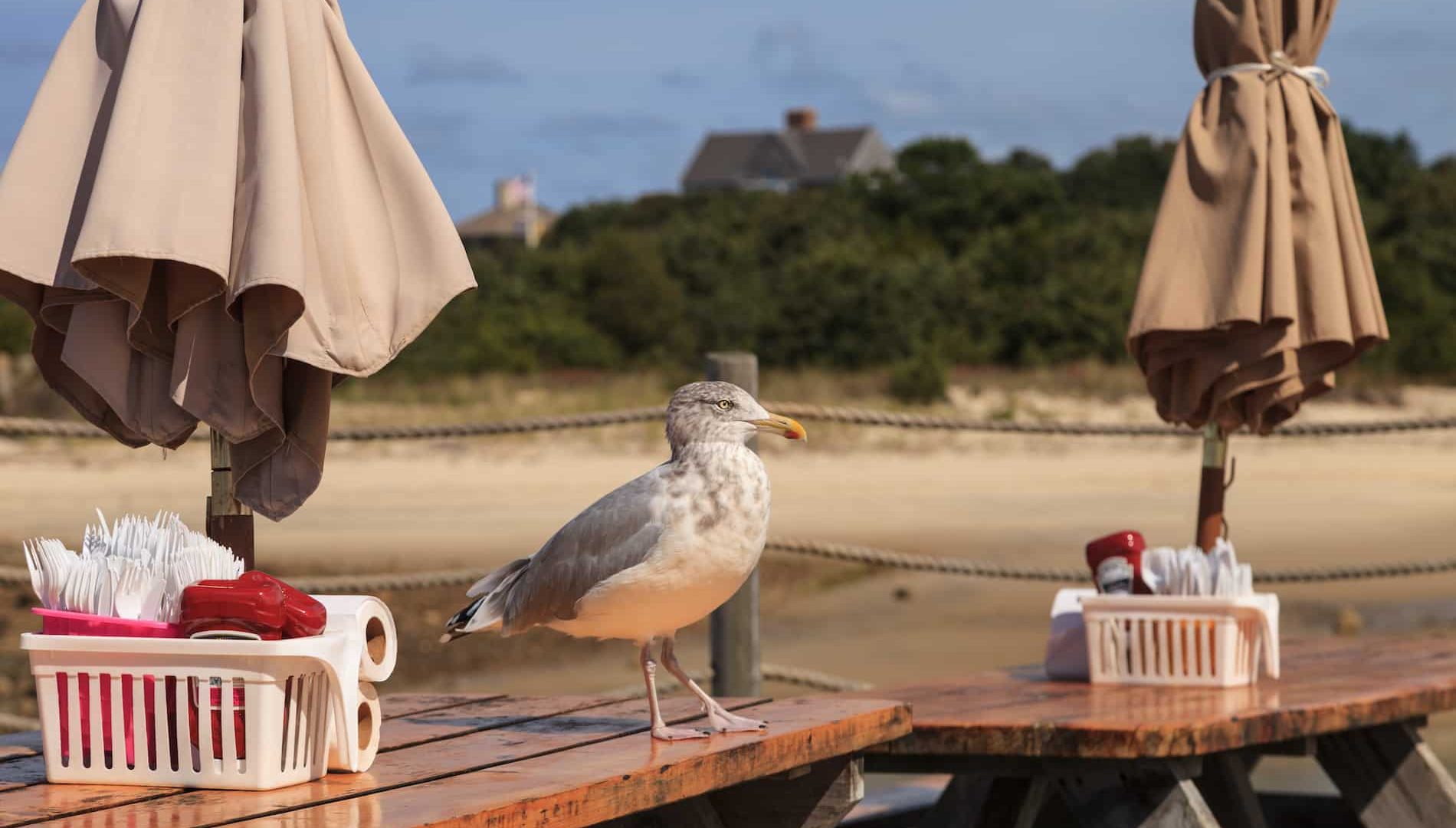Seagull on a picnic table looking for scraps on Cape Cod in summer