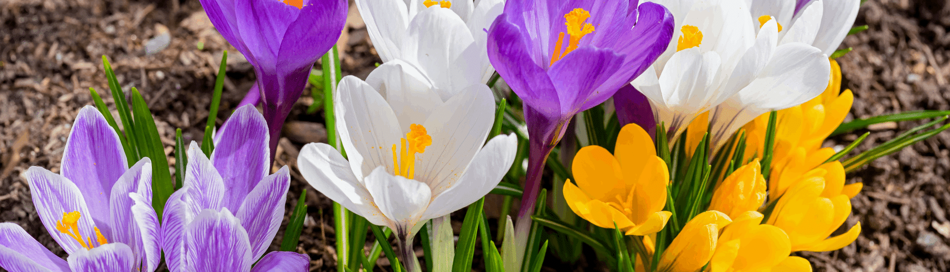 Blooming Crocuses in a garden in purple, white and yellow