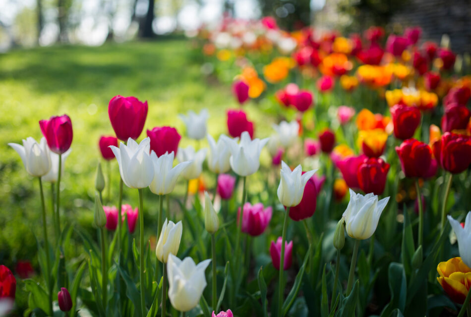 A garden with colorful tulips