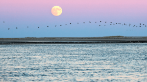 Sunset at the beach with migrating birds flying on the background 