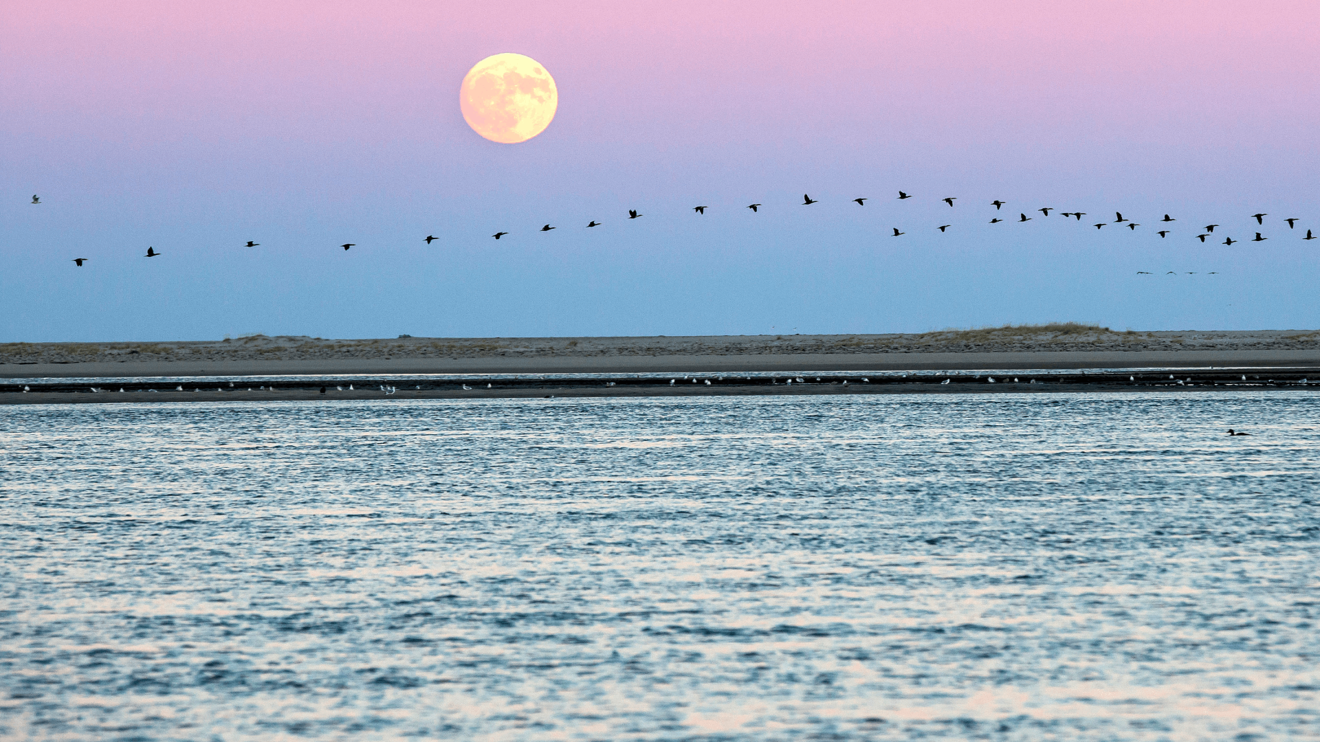 Sunset at the beach with migrating birds flying on the background