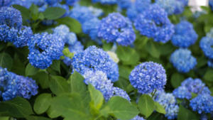 Blooming Hydrangeas