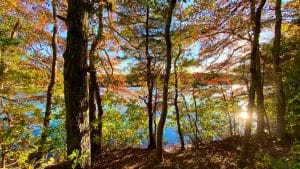 Colorful Fall Trees in the forest