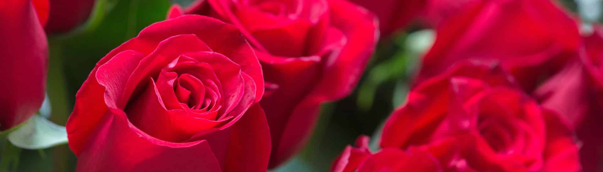 Up close grouping of bright red roses with green leaves