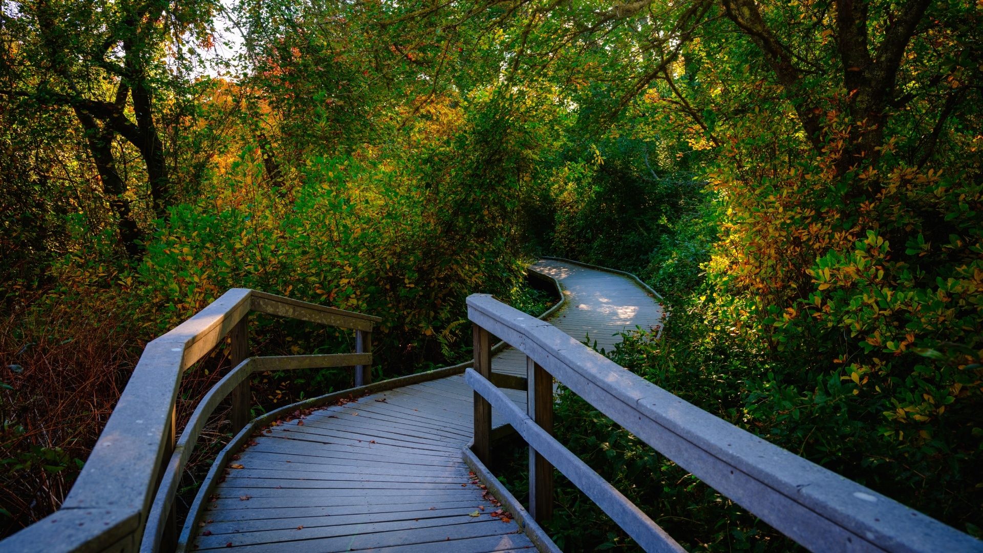 Board walk in a wooded area during fall a