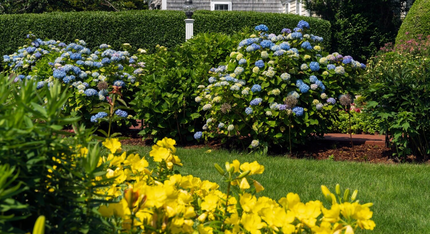 Outdoor yard with large blooming hydrangea bushes and yellow flowers with a strip of green grass