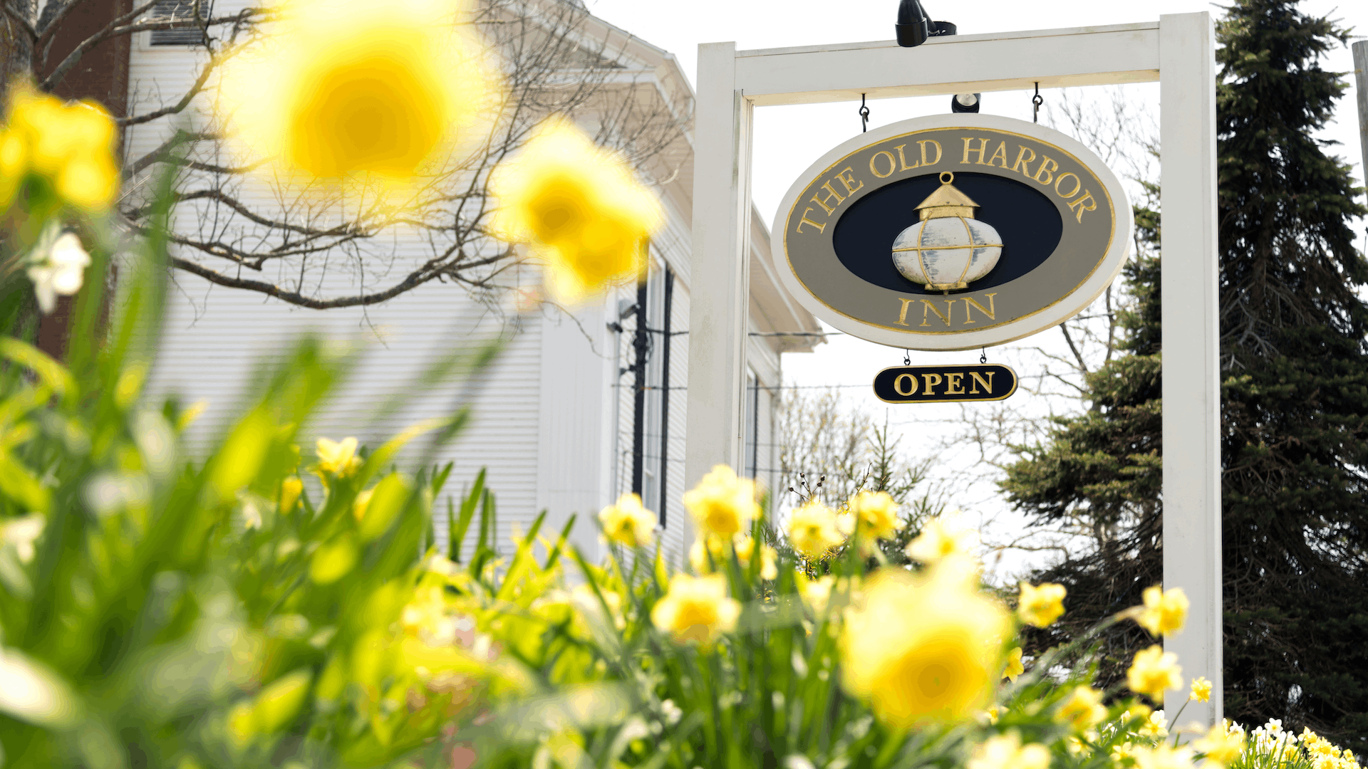 spring garden with blooming daffodils and wooden sign for The Old Harbor Inn