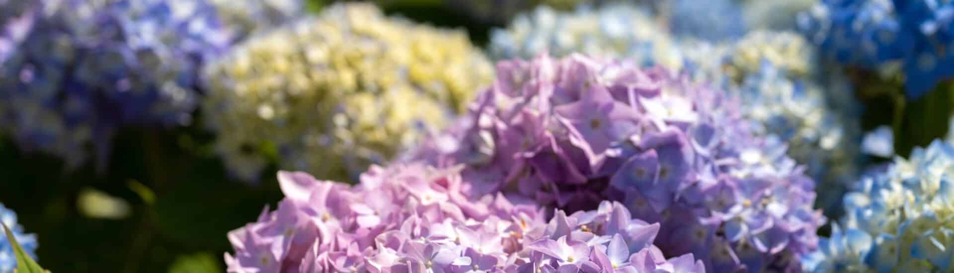 Large pink, green and purple hydrangea blooms in sunlight