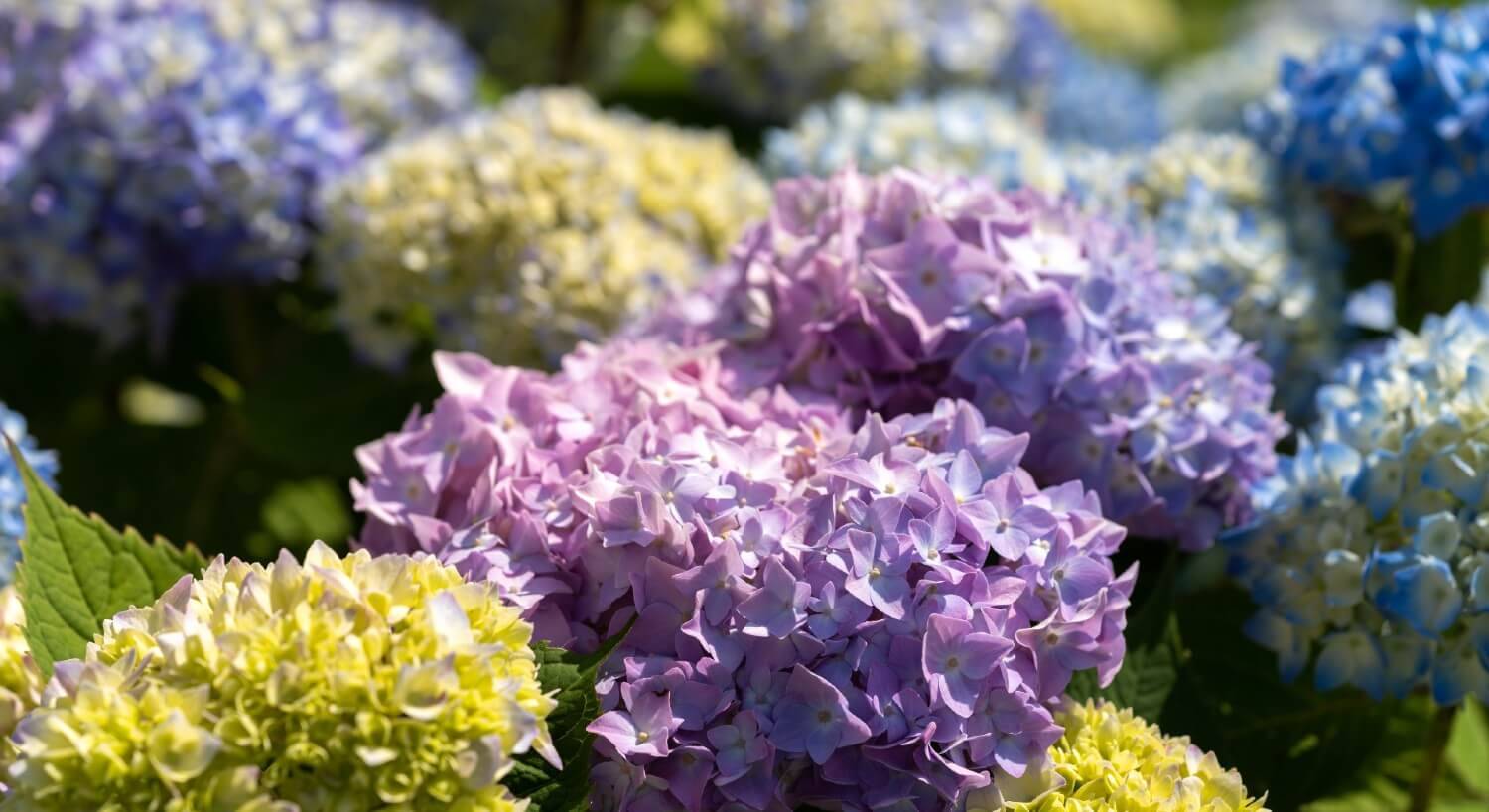 A group of green, blue and purple hydrangeas in sunlight
