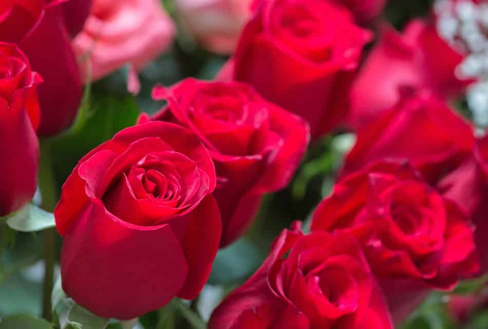 Up close grouping of bright red roses with green leaves