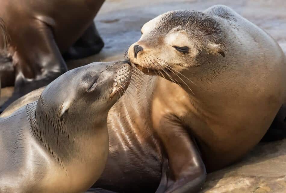 Two small grey seals with their noses pressed together