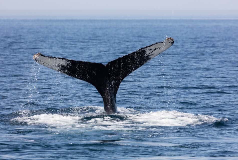 Large black and white whale fin above the water