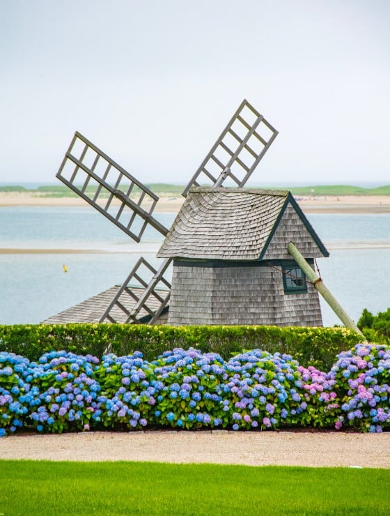 Windmill overlooking the ocean surrounded by hydrangea